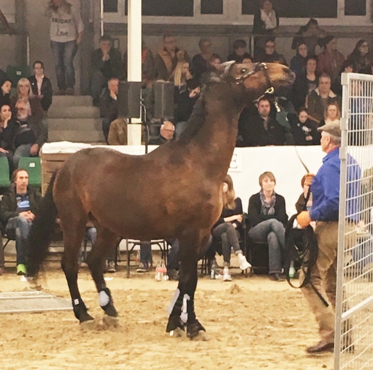 Rückwärtsrichten, Monty Roberts