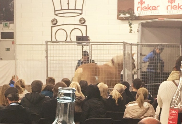 Monty Roberts Hängertraining