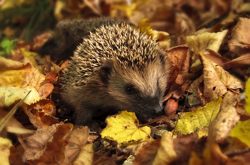 hedgehog-985315__340.jpg