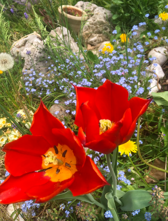 Bildschirmfoto 2020-04-17 um 11.59.23