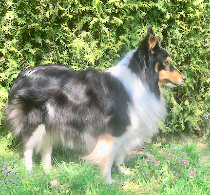 Bildschirmfoto 2020-04-17 um 12.01.10