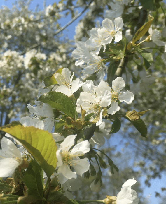 Bildschirmfoto 2020-04-17 um 12.01.29